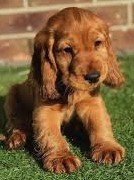 Purchase KCI Registered Cocker Spaniel Puppy from Kolkata